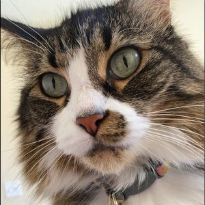 Meet your Posher, Gina